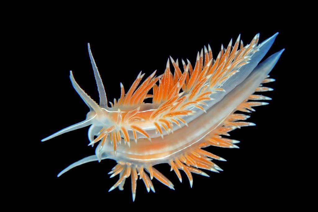 Dalsøyra Gulen Dive Resort المظهر الخارجي الصورة