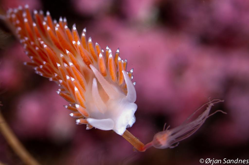 Dalsøyra Gulen Dive Resort المظهر الخارجي الصورة