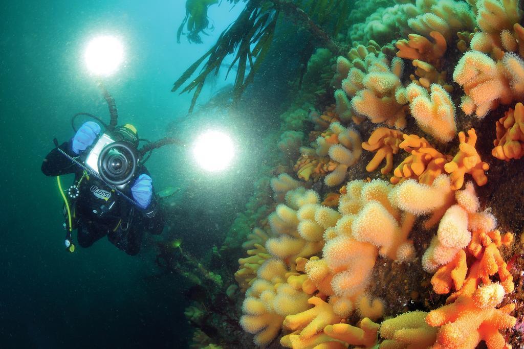 Dalsøyra Gulen Dive Resort المظهر الخارجي الصورة